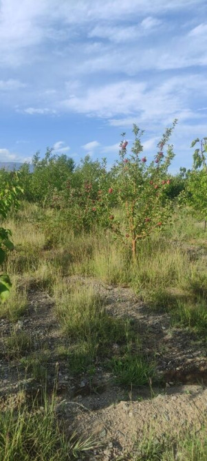 12 соток, Для сельского хозяйства, Красная книга, Тех паспорт Бишкек - изображение 6