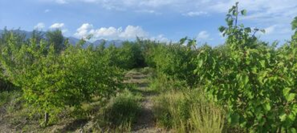 12 соток, Для сельского хозяйства, Красная книга, Тех паспорт Бишкек - изображение 4