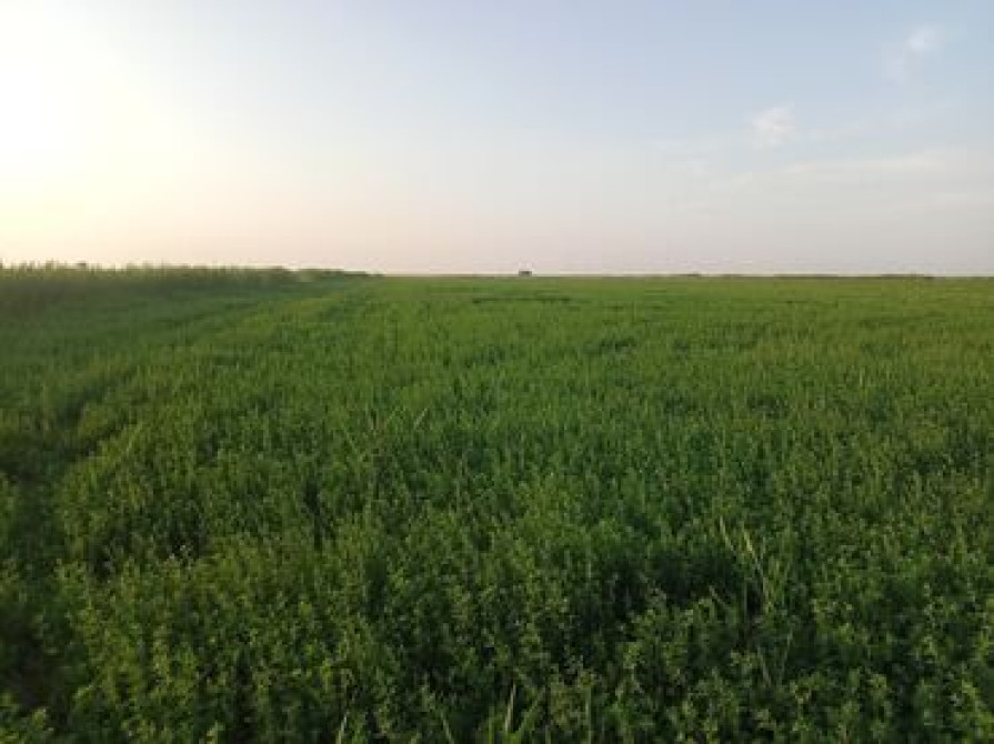 600 соток Бишкек - изображение 2