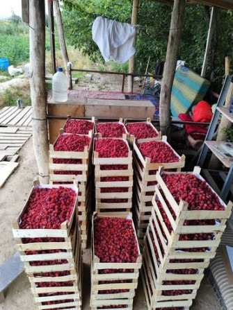 Продаётся 1 гектар малина бизнес 30000 долларов.Кок-Жар совхоз Бишкек - изображение 1