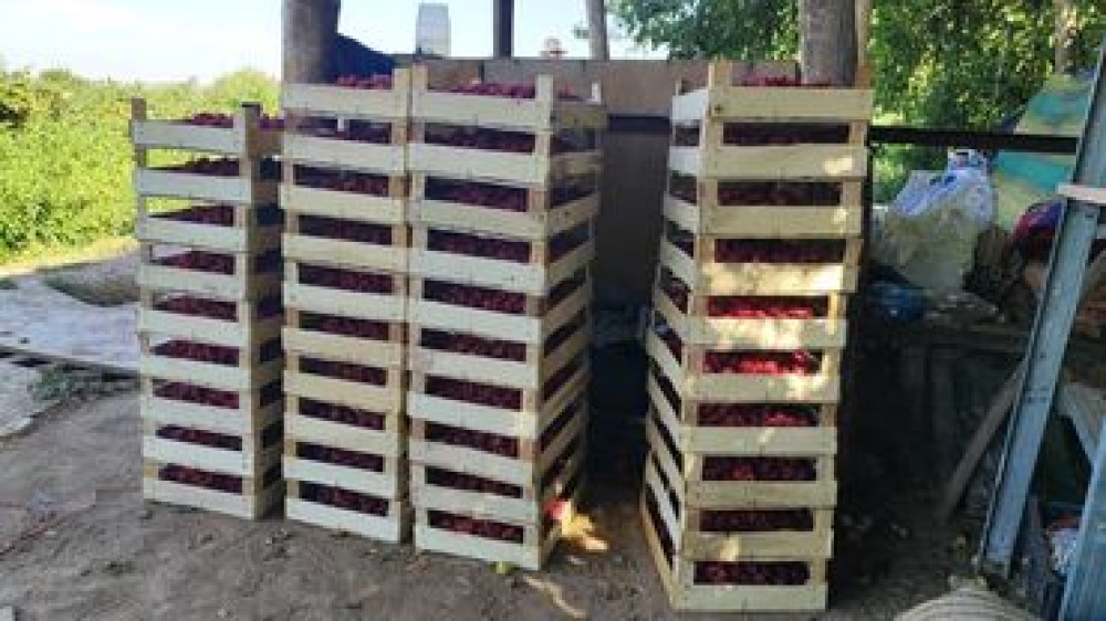 Продаётся 1 гектар малина бизнес 30000 долларов.Кок-Жар совхоз Bishkek - photo 3