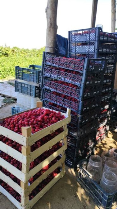 Продаётся 1 гектар малина бизнес 30000 долларов.Кок-Жар совхоз Bishkek - photo 2